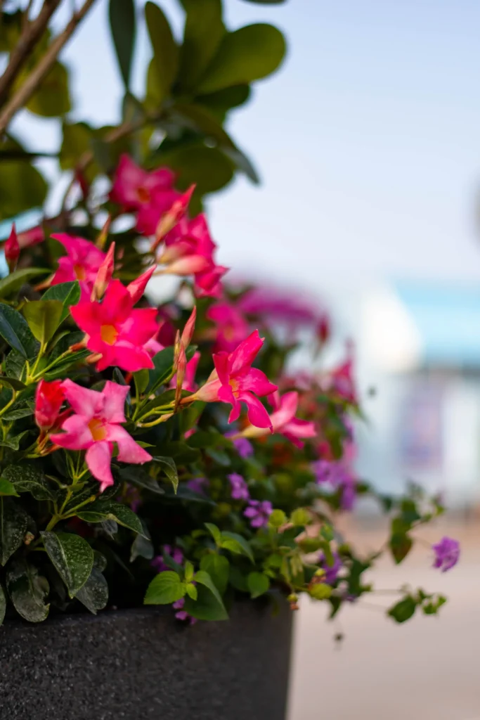 Close up of bright pink flowers bringing life to Vero Beach beachside beauty